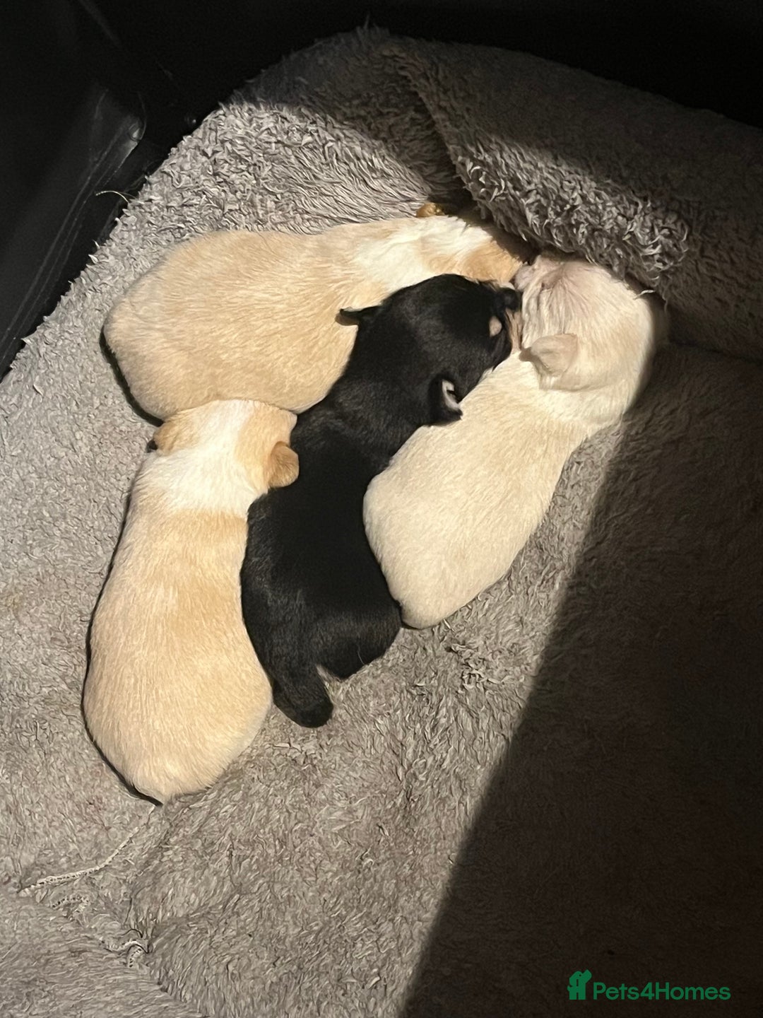 Chipoo dogs for sale: Chihuahua X toy poodle - Image 6