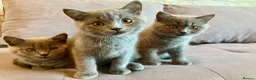 British Shorthair cats for sale: 💙 Gorgeous Blue British Shorthair Kittens  💙 - Advert 2