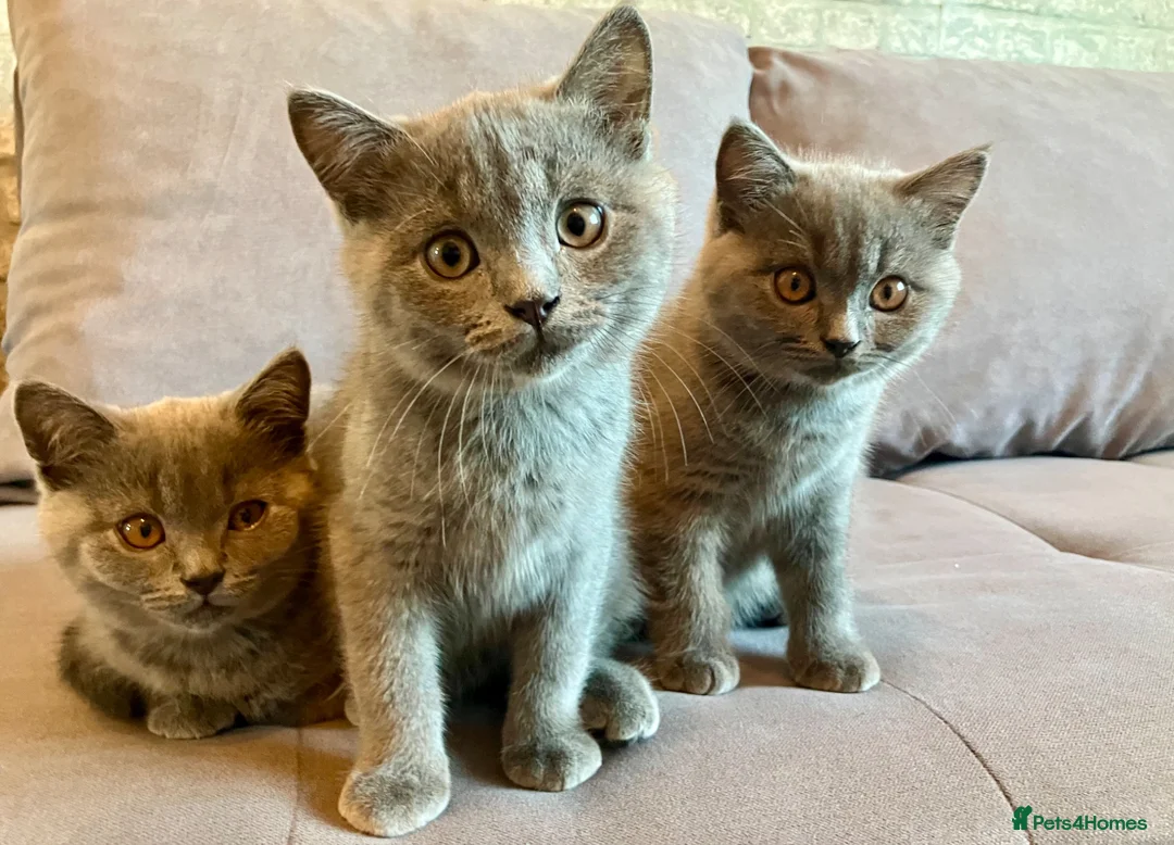 British Shorthair cats for sale: 💙 Gorgeous Blue British Shorthair Kittens  💙 - Advert 2