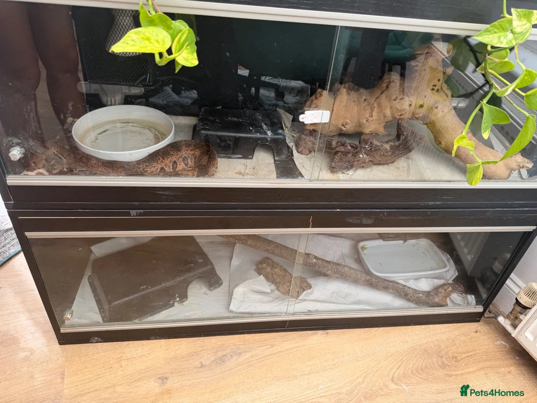 Python Snake reptiles for sale: Ball python - Advert 2