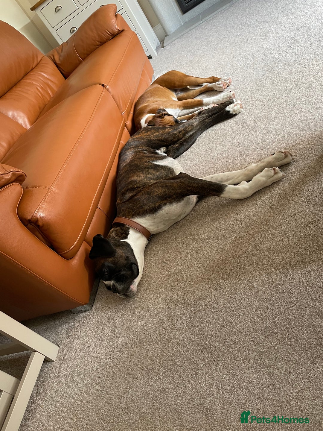 Boxer dogs for sale: Our Beautiful Boxer Dog Roxy is available - Advert 4