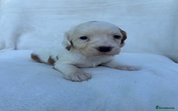 Cocker Spaniel dogs for sale: Beautiful kc registered cockerspaniel puppies  - Image 19