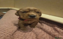 Cocker Spaniel dogs for sale: Beautiful cocker spaniel pups  - Image 9