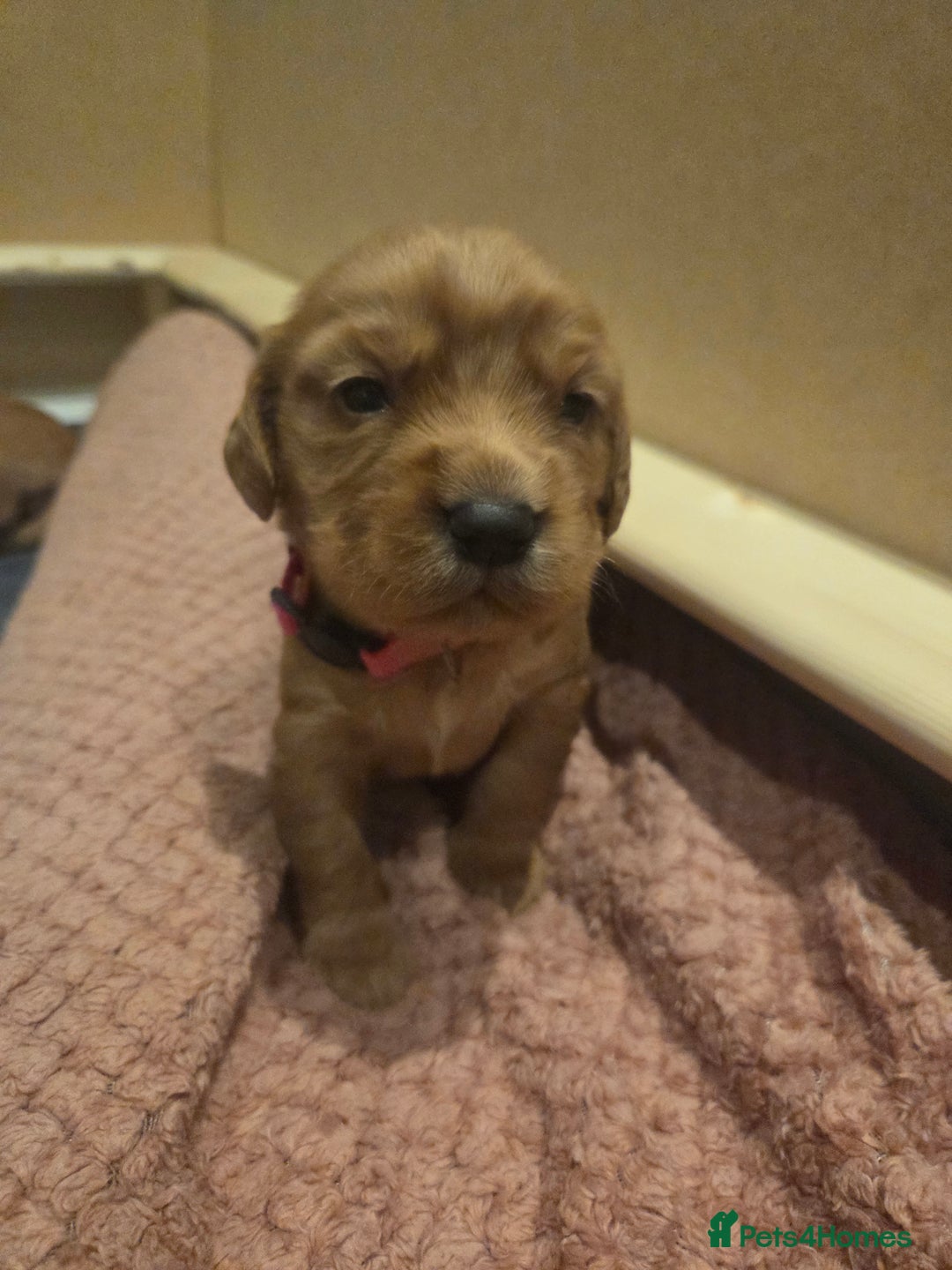 Cocker Spaniel dogs for sale: Beautiful cocker spaniel pups  - Image 9