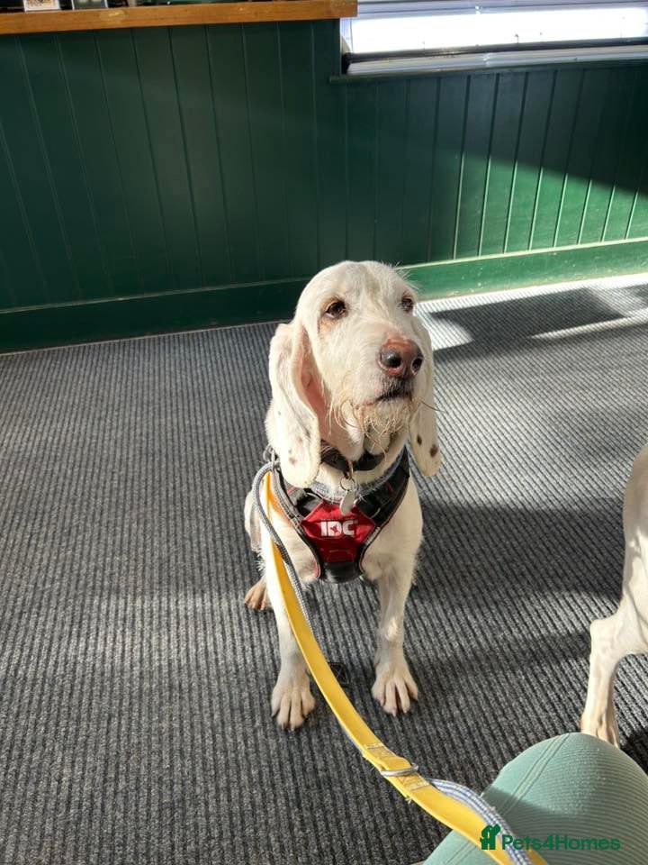 Mixed Breed dogs Tuna - lovely Griffon available for adoption - Advert 18