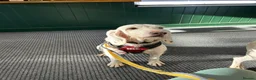 Mixed Breed dogs for adoption: Tuna - lovely Griffon available for adoption - Advert 1
