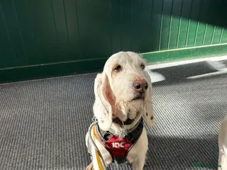 Mixed Breed dogs Tuna - lovely Griffon available for adoption - Advert 18