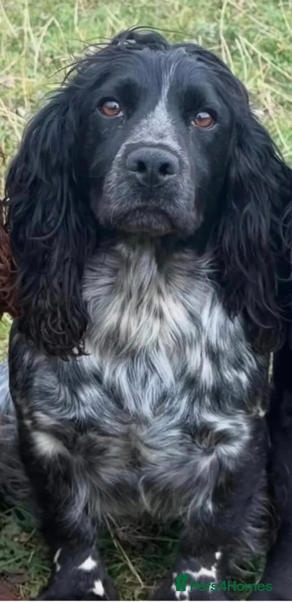 Cocker Spaniel dogs Blue roan cocker Spaniel  - Advert 1