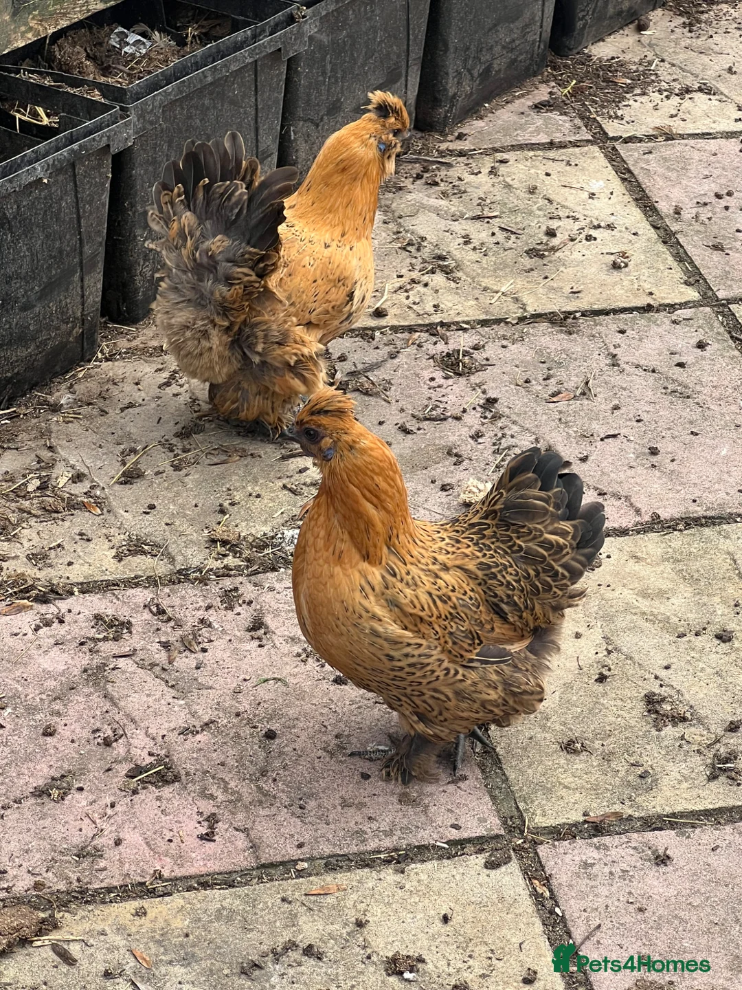 Chickens poultry for sale: 2 sisters of pilkie for sales  - Advert 8