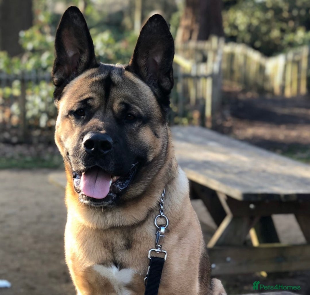 Mixed Breed dogs for sale: Beautiful Akita x belgium Mali - Image 1