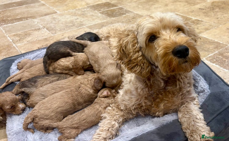 Cockapoo dogs - Advert 1