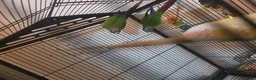 Conures birds for sale: Bonded Pair of Green Cheek Conures in Tring - Advert 6