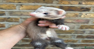 Ferret rodents - Advert 5