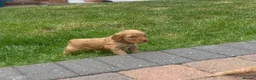 Cockapoo dogs for sale: Cockapoo puppies  - Advert 24