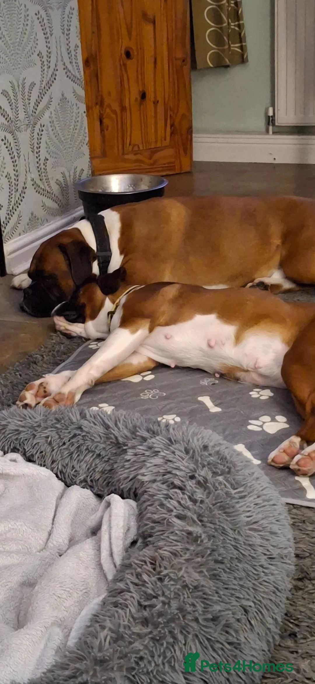 Boxer dogs for sale: 7 kc reg boxer puppies  for sale to family homes. - Advert 17