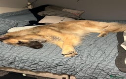 German Shepherd dogs for sale: Zeus German shepherd was  4 years old in July  - Image 7
