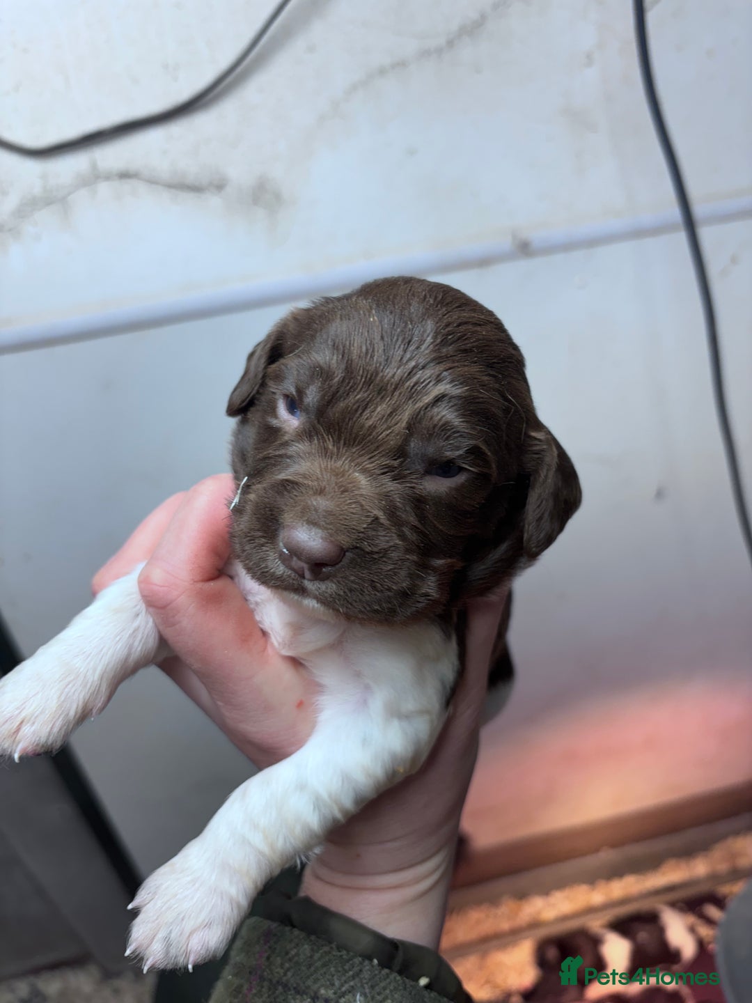 English Springer Spaniel dogs for sale: Springer spaniel Puppies  - Advert 4