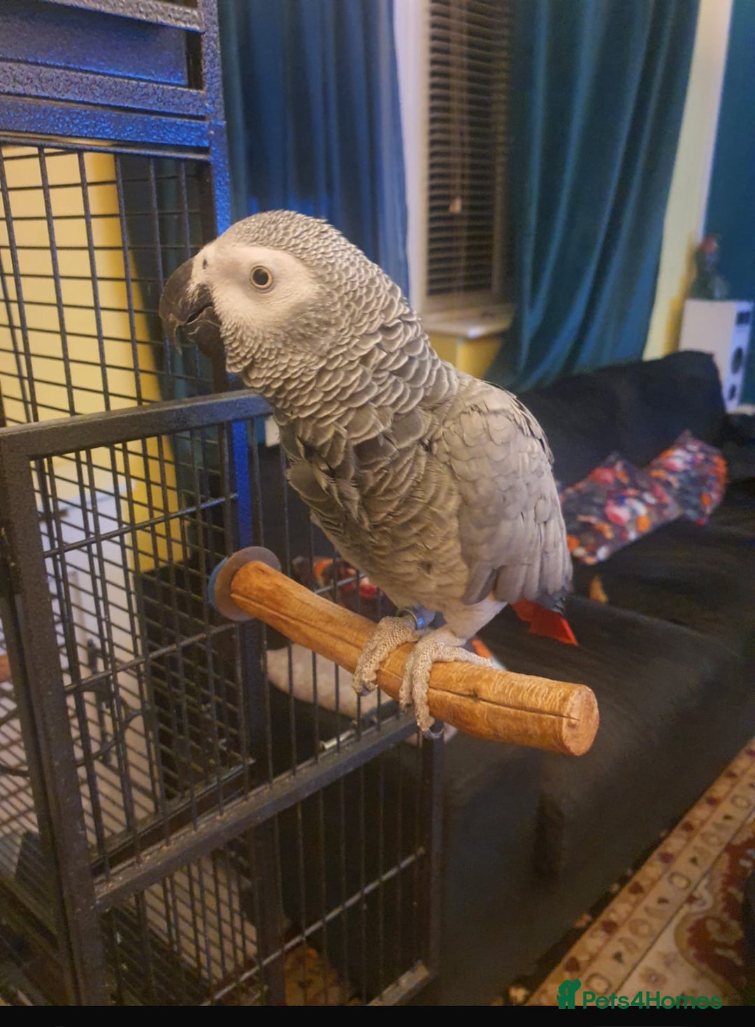 Parrots birds for sale: Silly tame parrot  - Image 1