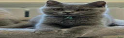 British Shorthair cats for sale: British Shorthair Kittens Teddy Bear chunky Teddys - Advert 5