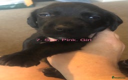 Mixed Breed dogs for sale: Miniature dachshund x springer spaniel puppies  - Image 7
