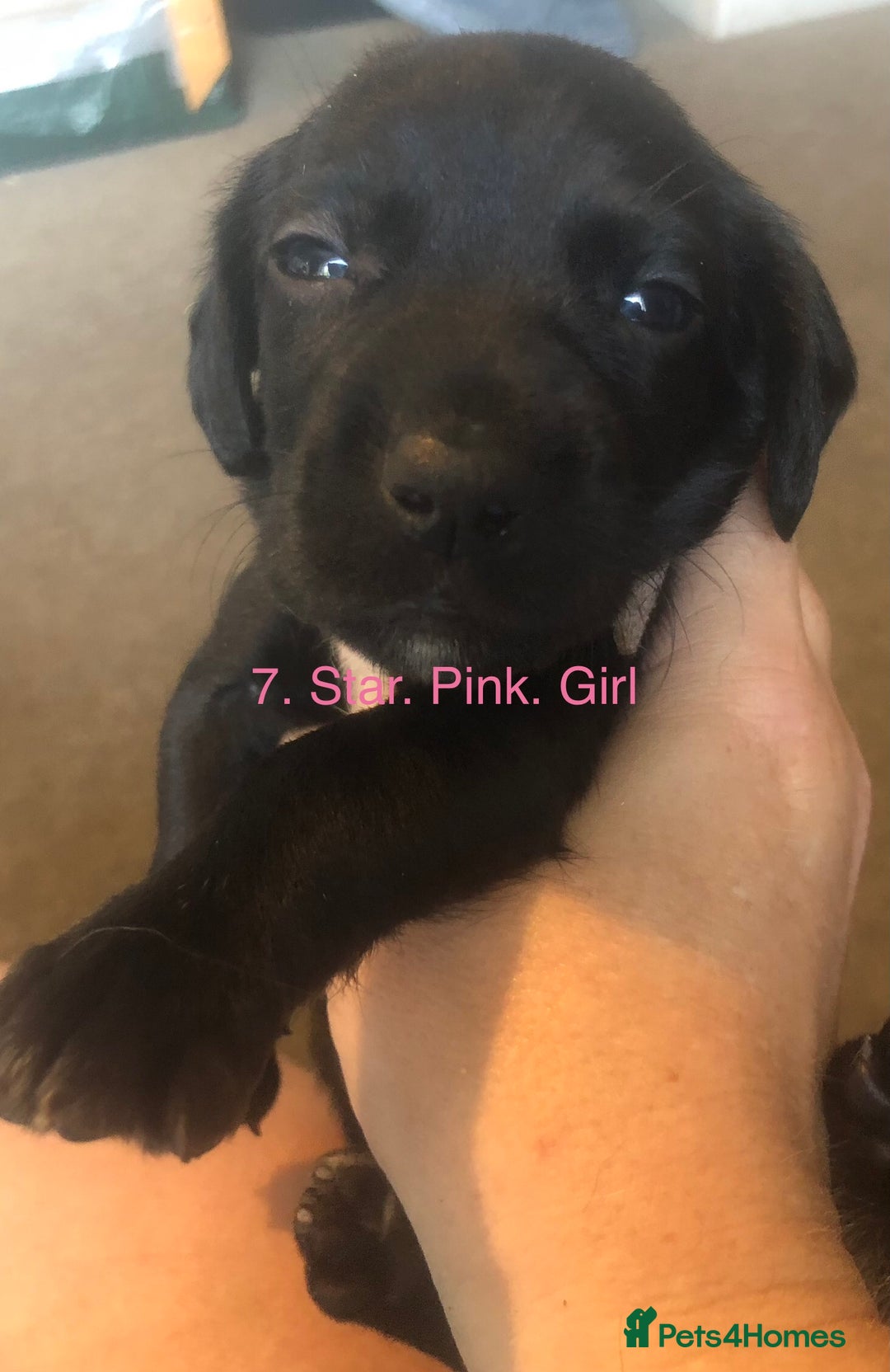 Mixed Breed dogs for sale: Miniature dachshund x springer spaniel puppies  - Image 7