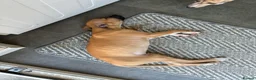 Mixed Breed dogs for sale: Whippet puppies for sale  in Swindon - Advert 17