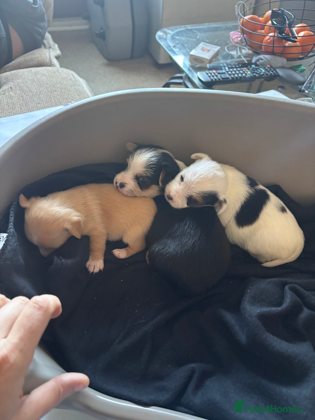 Jack Russell dogs for sale: Jack Russell puppies for sale - Image 15