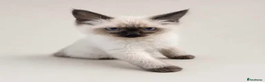 Ragdoll 3