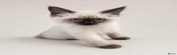 Ragdoll cats for sale: FULL RAGDOLL KITTENS  - Advert 23