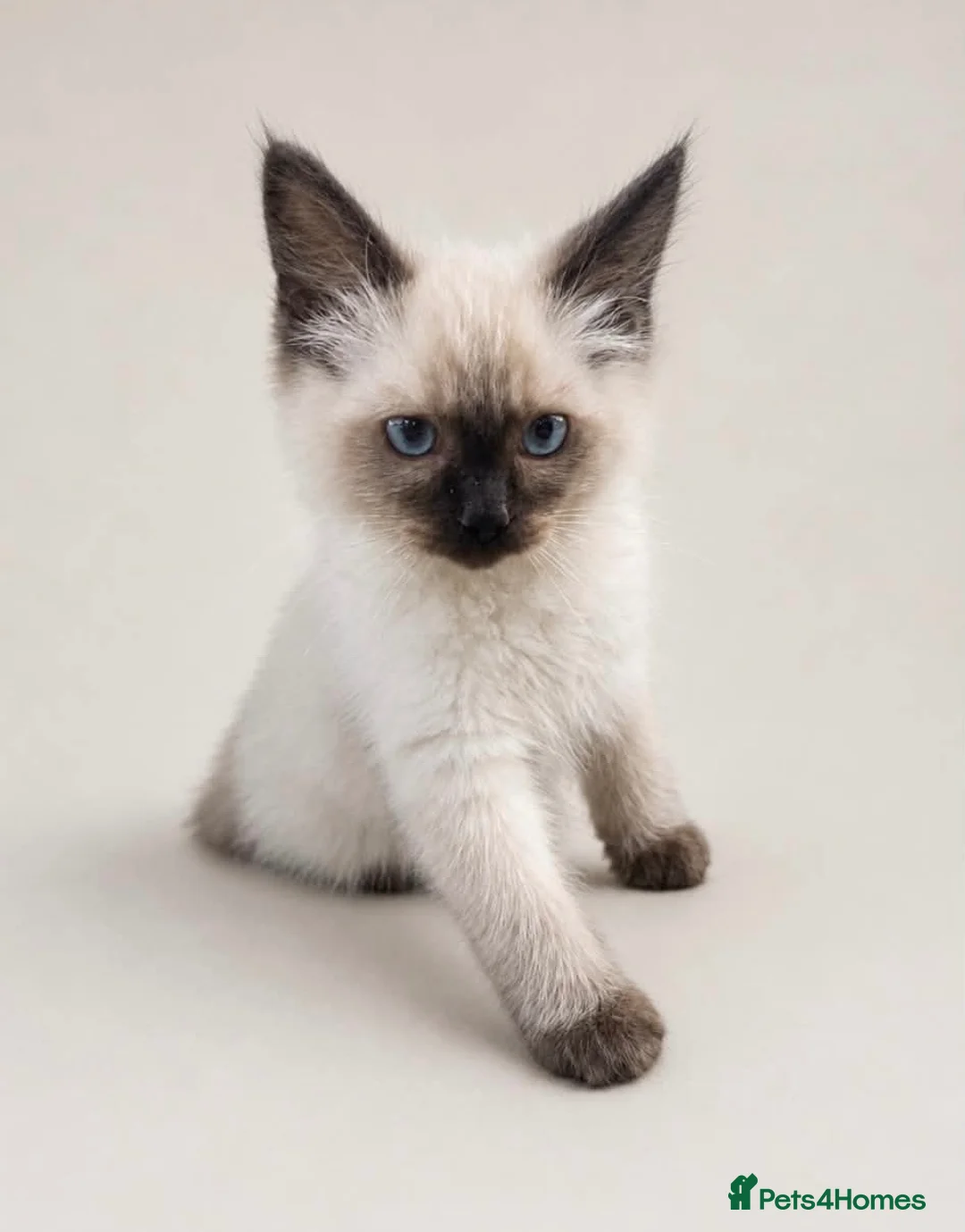 Ragdoll cats for sale: FULL RAGDOLL KITTENS  - Advert 23