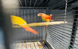 Mixed Breed birds for sale: Various birds for sale - Image 24