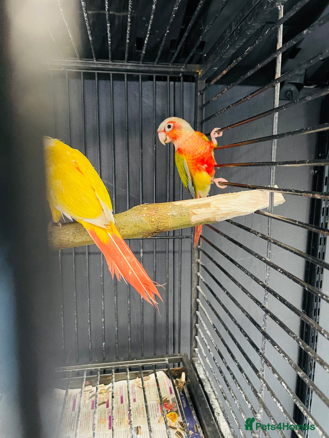 Mixed Breed birds for sale: Various birds for sale - Image 24