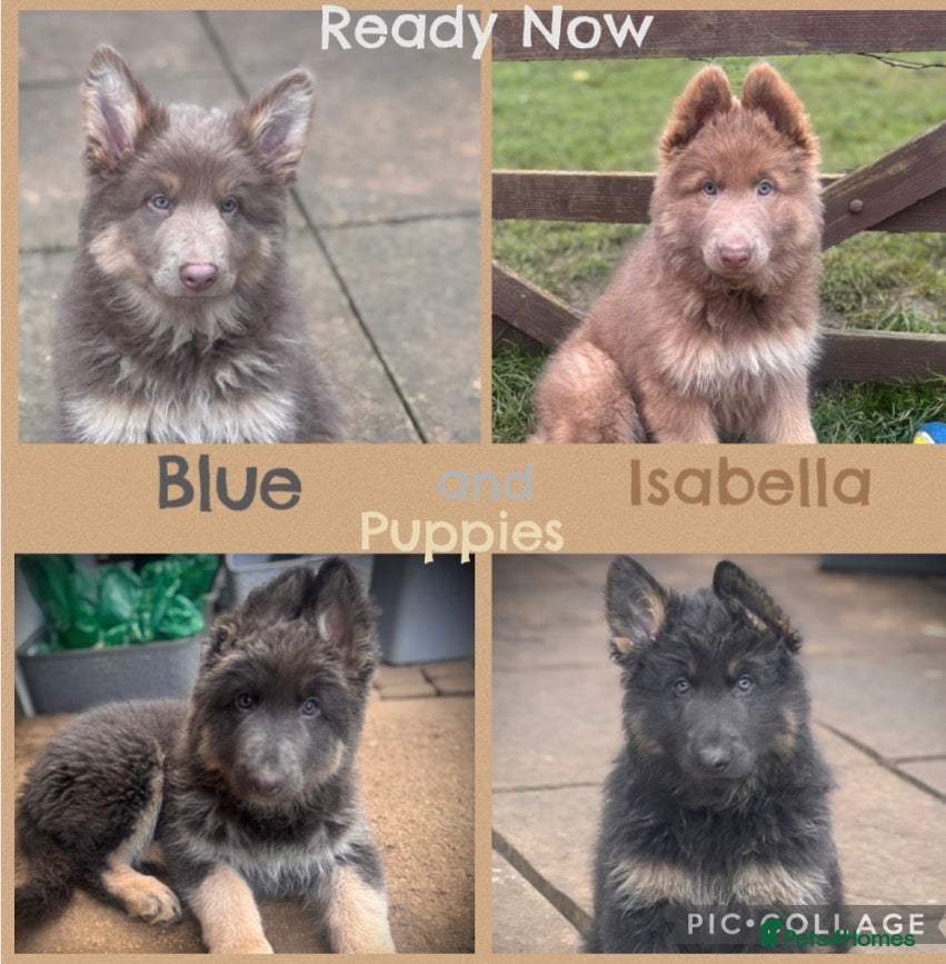 German Shepherd dogs ISABELLA & BLUE GSD PUPPIES *STUNNING* - Advert 10