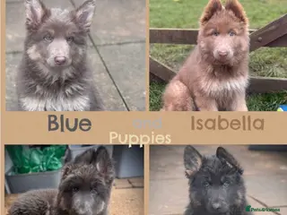 German Shepherd dogs ISABELLA & BLUE GSD PUPPIES *STUNNING* - Advert 4