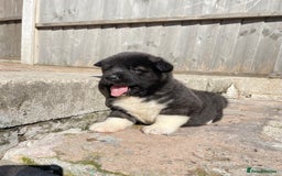 Akita dogs for sale: American Akita Puppys for sale  - Image 12