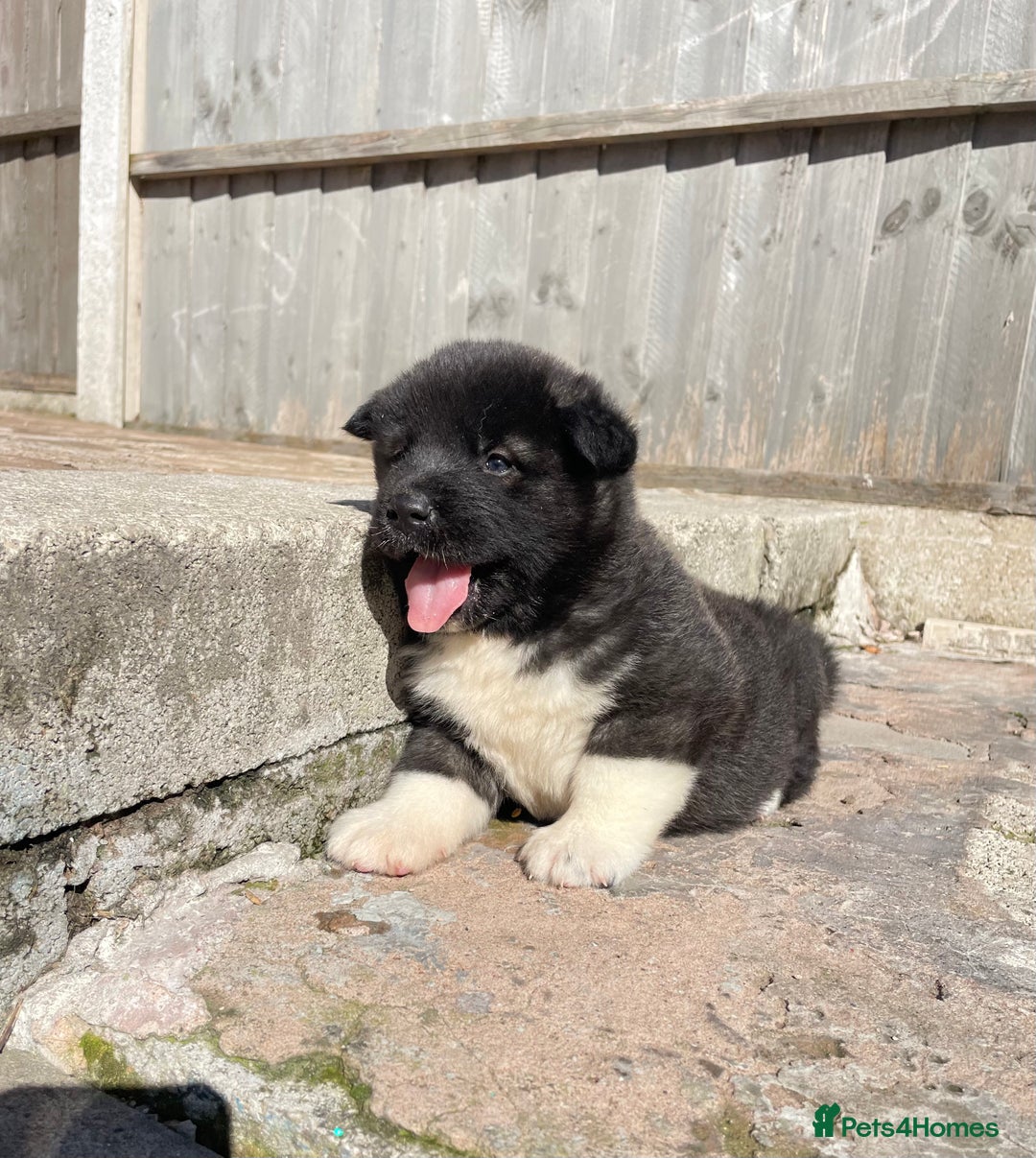 Akita dogs for sale: American Akita Puppys for sale  - Image 12