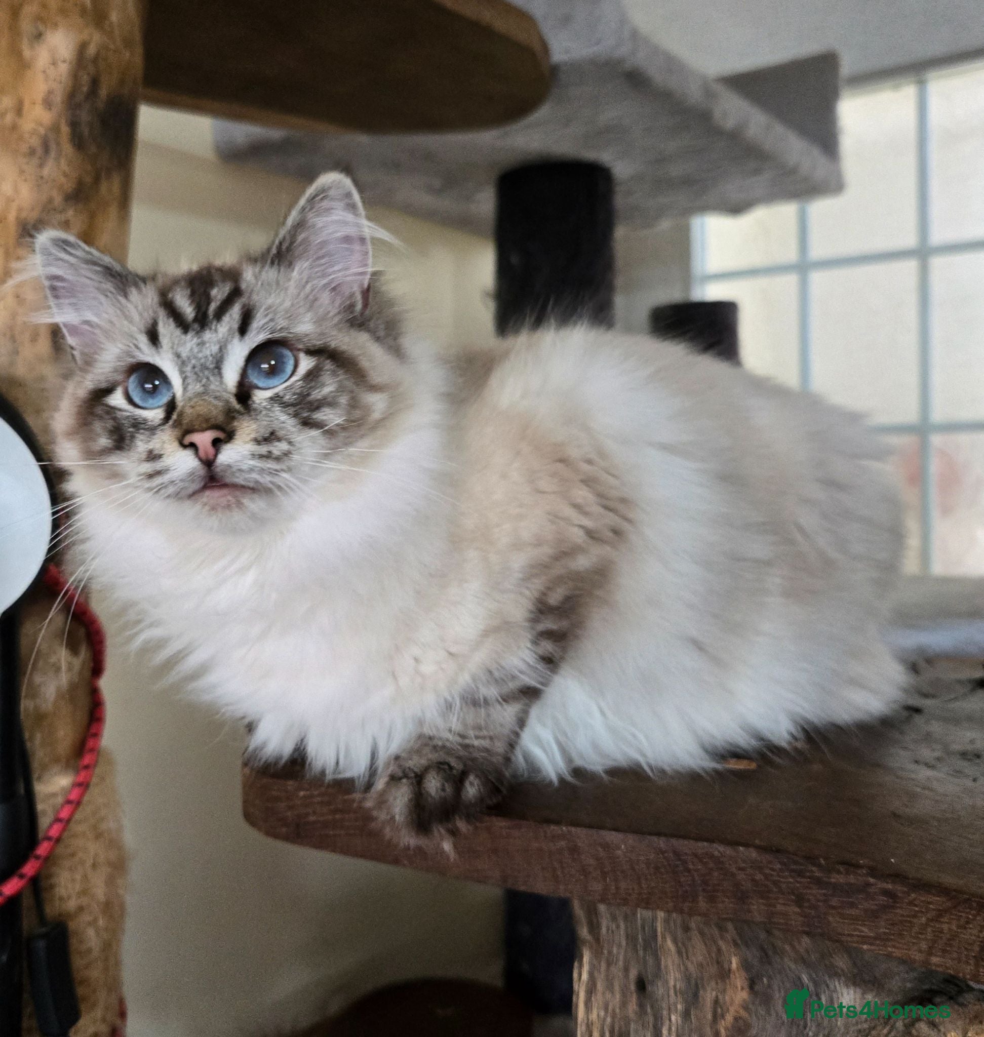 Ragdoll cats Gorgeous seal tabby male Ragdoll kittens  - Advert 2