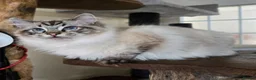Ragdoll cats for sale: Gorgeous seal tabby male Ragdoll kittens  - Advert 2