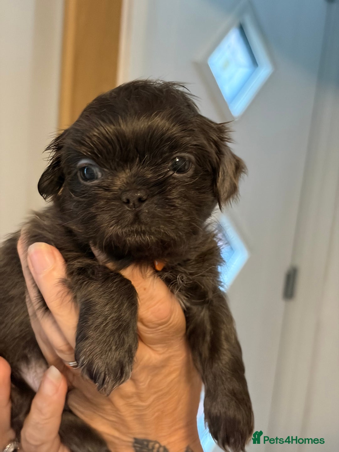 Shih Tzu dogs for sale: Imperial Shih Tzu  - Advert 11