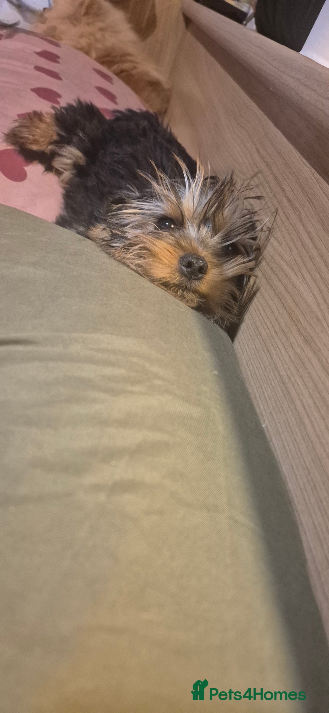 Yorkshire Terrier dogs for sale: Yorkshire Terrier Baby face boys for Sale  😍 - Image 13