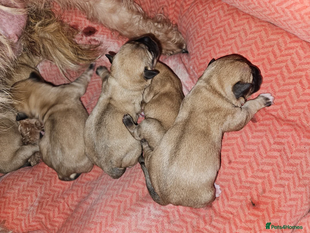 Glen of Imaal Terrier dogs for sale: Maximum dog in minimum frame! - Advert 16