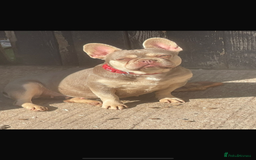 French Bulldog dogs for sale: 2 male French bulldogs  - Image 7