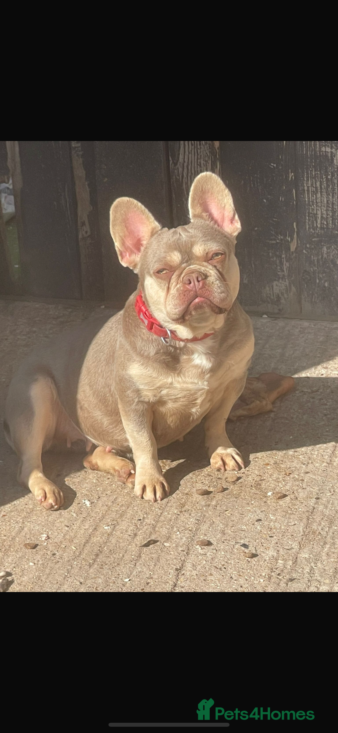 French Bulldog dogs for sale: 2 male French bulldogs  - Image 7