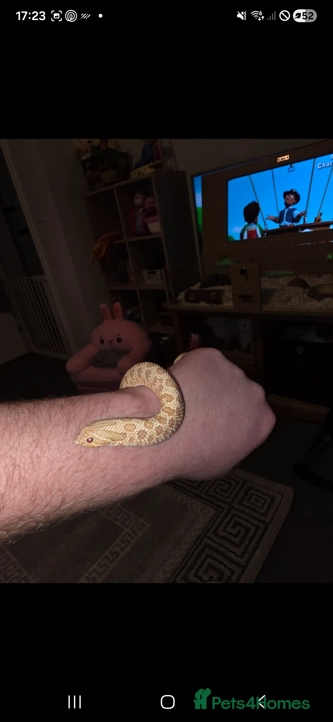 Snake reptiles for sale: Albino Western Hognose - Setup Perfect Starter Kit - Advert 1