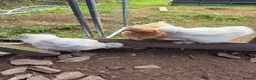 Chickens poultry for sale: CHICKENS FOR SALE – POINT OF LAY HENS & ROOSTERS in Ilfracombe - Advert 10