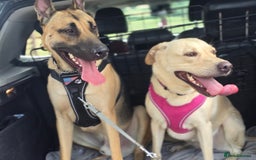 Mixed Breed dogs for sale: Labrador cross puppies  - Image 6