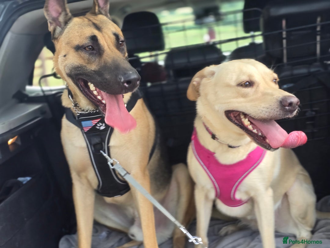 Mixed Breed dogs for sale: Labrador cross puppies  - Image 6