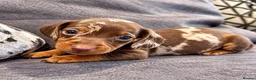 Miniature Dachshund dogs for sale: 🐾 KC Reg Mini Dachshund Pups Licensed Breeder 🐾  - Advert 9