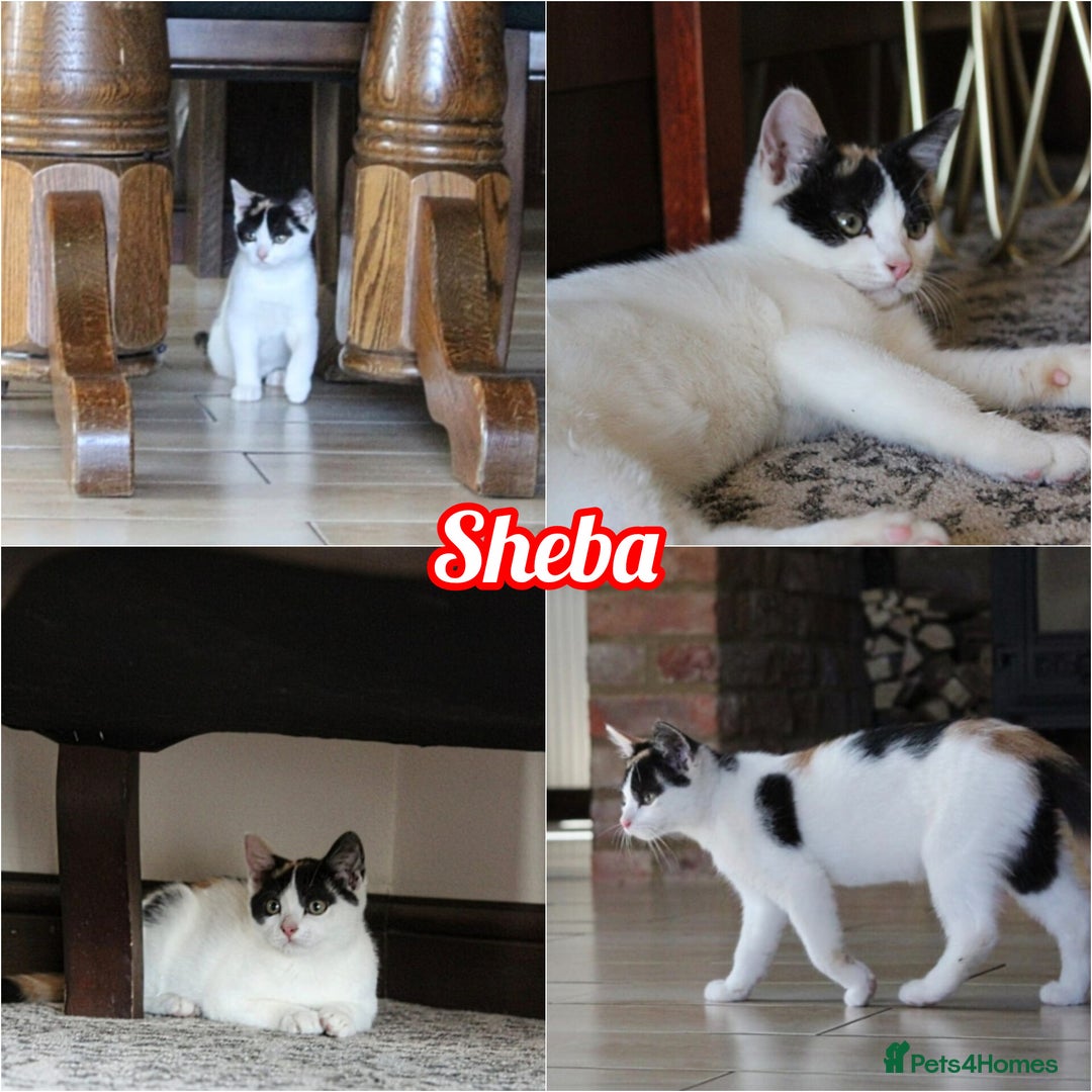 British Shorthair cats for sale: 2 Bundles of Joy!! Ready now!! - Image 7