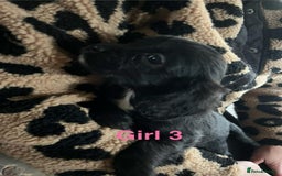 Cocker Spaniel dogs for sale: 8 Beautiful Cavalier X Cocker Spaniel Puppies - Image 6